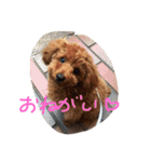 トイプーのルイ（個別スタンプ：3）