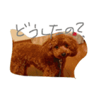 トイプーのルイ（個別スタンプ：5）