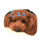 トイプーのルイ（個別スタンプ：8）
