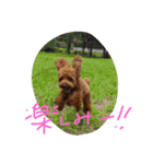 トイプーのルイ（個別スタンプ：11）
