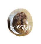 トイプーのルイ（個別スタンプ：12）