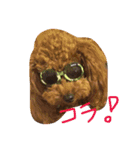 トイプーのルイ（個別スタンプ：13）