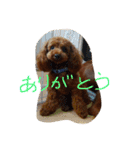 トイプーのルイ（個別スタンプ：14）