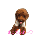 toypoodles-life（個別スタンプ：1）