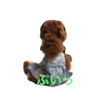 toypoodles-life（個別スタンプ：2）
