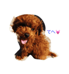 toypoodles-life（個別スタンプ：4）