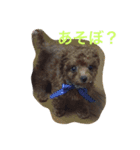 toypoodles-life（個別スタンプ：7）