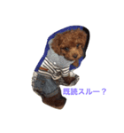 toypoodles-life（個別スタンプ：8）
