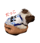 ラブ  クッキー（個別スタンプ：3）