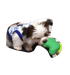 ラブ  クッキー（個別スタンプ：4）