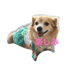 話すよ^_−☆るんちゃん（個別スタンプ：2）