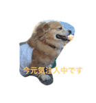 話すよ^_−☆るんちゃん（個別スタンプ：11）