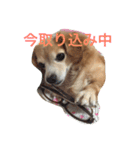 話すよ^_−☆るんちゃん（個別スタンプ：12）