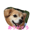 話すよ^_−☆るんちゃん（個別スタンプ：16）