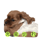 キャバず（個別スタンプ：15）