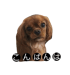 キャバず（個別スタンプ：34）