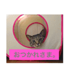 ふだんのらっく（個別スタンプ：5）