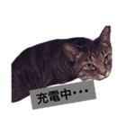 ふだんのらっく（個別スタンプ：7）