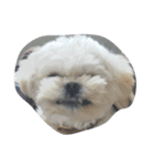 dog_dog_dog！（個別スタンプ：1）