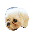 dog_dog_dog！（個別スタンプ：2）