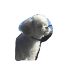 dog_dog_dog！（個別スタンプ：4）