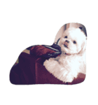 dog_dog_dog！（個別スタンプ：6）