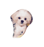 dog_dog_dog！（個別スタンプ：7）