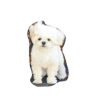 dog_dog_dog！（個別スタンプ：8）