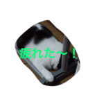 トム＆リリ（個別スタンプ：1）