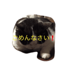トム＆リリ（個別スタンプ：3）