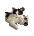 トム＆リリ（個別スタンプ：8）