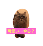 マカロンの気持ち（個別スタンプ：3）