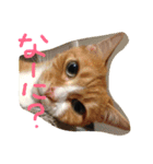 chachapoko（個別スタンプ：1）