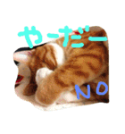 chachapoko（個別スタンプ：3）