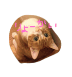 chachapoko（個別スタンプ：4）