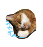 chachapoko（個別スタンプ：7）