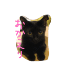 chachapoko（個別スタンプ：8）