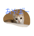 chachapoko（個別スタンプ：9）