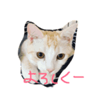 chachapoko（個別スタンプ：11）