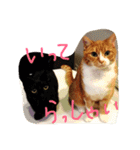 chachapoko（個別スタンプ：12）