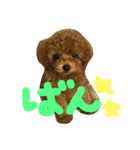 ばんちゃん⓵（個別スタンプ：1）