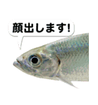 沖縄お魚4（個別スタンプ：10）