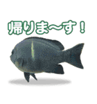 沖縄お魚4（個別スタンプ：12）