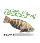 沖縄お魚4（個別スタンプ：13）