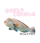 沖縄お魚4（個別スタンプ：14）