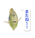 沖縄お魚4（個別スタンプ：15）