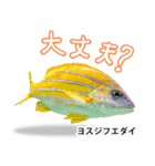 沖縄お魚4（個別スタンプ：16）