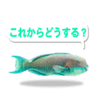 沖縄お魚4（個別スタンプ：18）