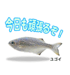 沖縄お魚4（個別スタンプ：21）
