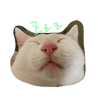 レオちゃんの毎日（個別スタンプ：2）